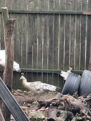 paunite 3 bucati dispobile  - imagine 2