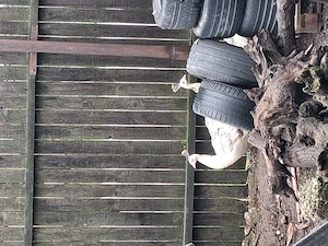 paunite 3 bucati dispobile  - imagine 3