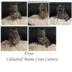 Maine Coon pisicuti cu Pedigree WCF-Magnificats-Felisa Timisoara - imagine 4