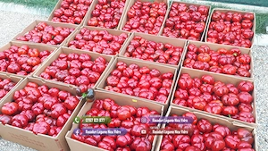 Vand Rasad Rosii Vinete Ardei Castraveti si alte Rasaduri Legume 2026 - imagine 5