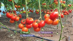 Vand Rasad Rosii Vinete Ardei Castraveti si alte Rasaduri Legume 2026 - imagine 3