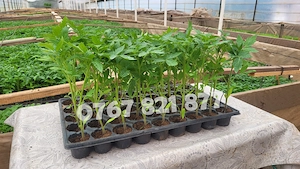 Vand Rasad Rosii Vinete Ardei Castraveti si alte Rasaduri Legume 2026