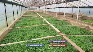 Vand Rasad Rosii Vinete Ardei Castraveti si alte Rasaduri Legume 2026 - imagine 2