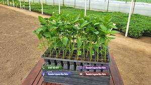 Vand Rasad Rosii Vinete Ardei Castraveti si alte Rasaduri Legume 2026 - imagine 6