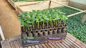 Vand Rasad Rosii Vinete Ardei Castraveti si alte Rasaduri Legume 2026 - imagine 7