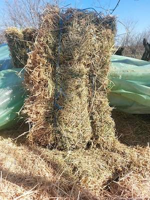 Vand 100 baloti lucerna 