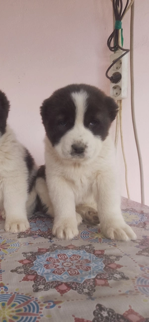 Asia centrala fetită