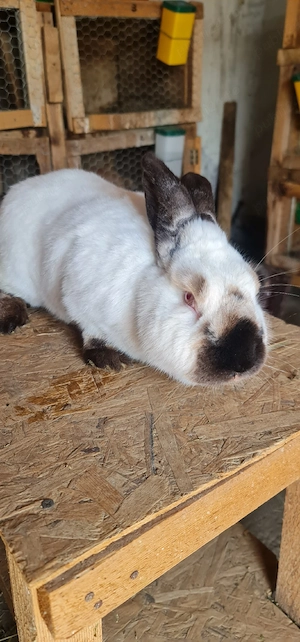 Iepure Californian  - imagine 4