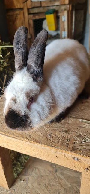 Iepure Californian  - imagine 2