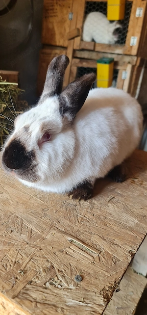 Iepure Californian  - imagine 3