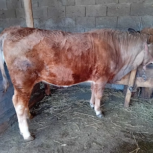 juncă de vânzare  - imagine 2