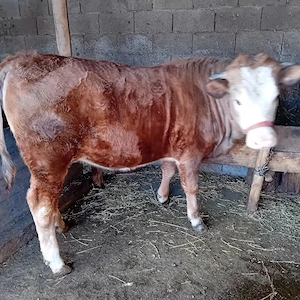 juncă de vânzare  - imagine 3