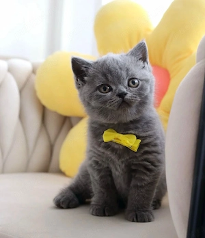 British Shorthair  - imagine 2