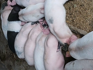 Purcei de vanzare 350 ron - imagine 3