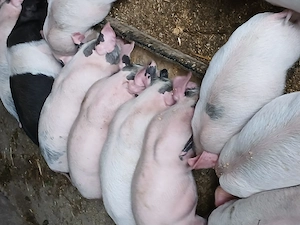 Purcei de vanzare 350 ron - imagine 2