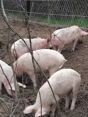 vand porici bio crescuti natural in libertate - imagine 5