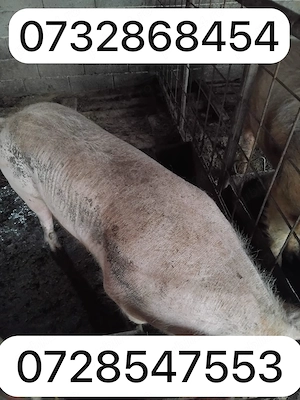 vand porici bio crescuti natural in libertate - imagine 3