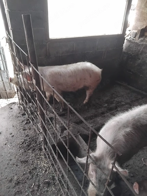 vand porici bio crescuti natural in libertate