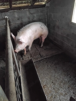 vand porici bio crescuti natural in libertate - imagine 4