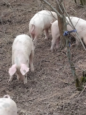 vand porici bio crescuti natural in libertate - imagine 6