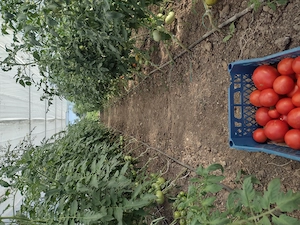 Grădinărit întreținere 