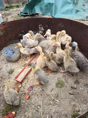 Vand boboci de gasca si rata