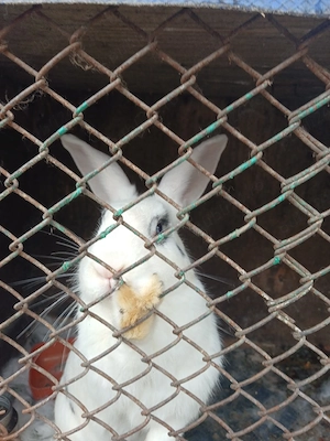 De vanzare Iepurași negocceabil