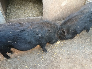 Porci vietnamezi  - imagine 3