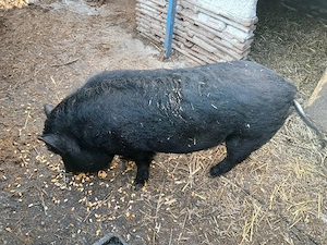 Porci vietnamezi  - imagine 4