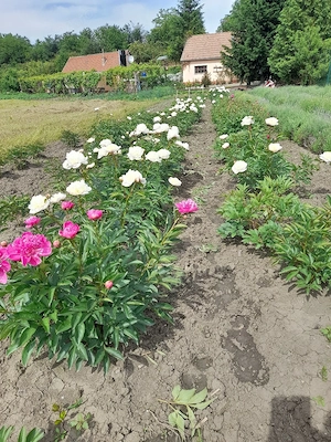 Cultivator de flori - imagine 5