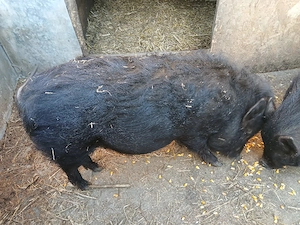 Porci vietnamezi  - imagine 5