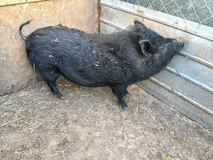 Porci vietnamezi  - imagine 2