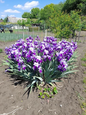 Cultivator de flori - imagine 4