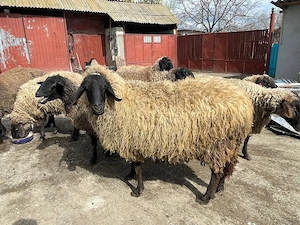 Oi de vanzare - imagine 2