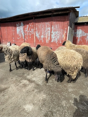 Oi de vanzare - imagine 3