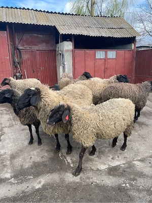 Oi de vanzare - imagine 4