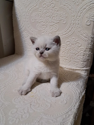British shorthair colorpoint 