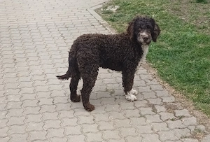 Catei   Pui Lagotto Romagnolo - imagine 4