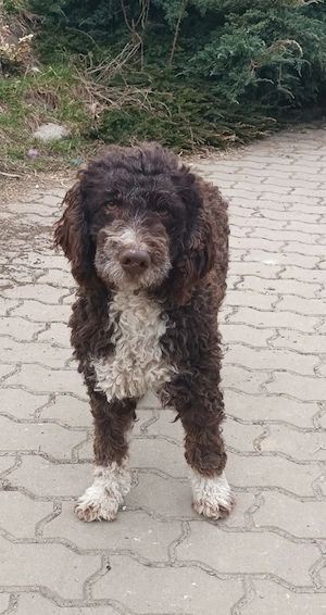 Catei   Pui Lagotto Romagnolo