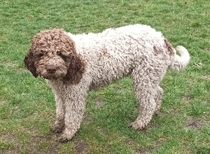 Catei   Pui Lagotto Romagnolo - imagine 3