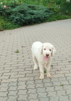 Catei   Pui Lagotto Romagnolo - imagine 5