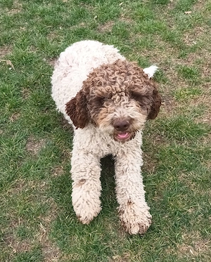 Catei   Pui Lagotto Romagnolo