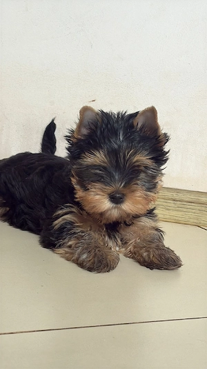 Yorkshire Terrier 