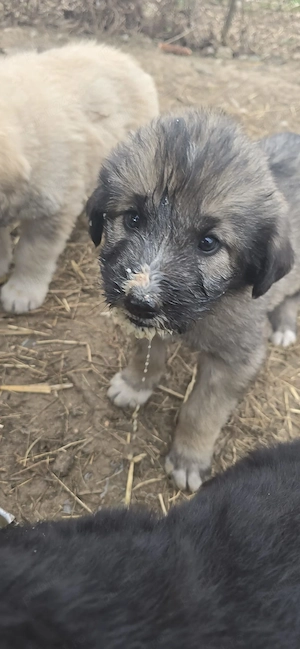  Vând Pui Ciobanesc Mioritic  - imagine 2