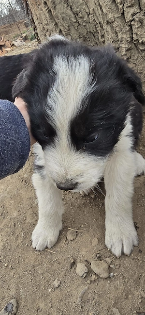  Vând Pui Ciobanesc Mioritic  - imagine 3