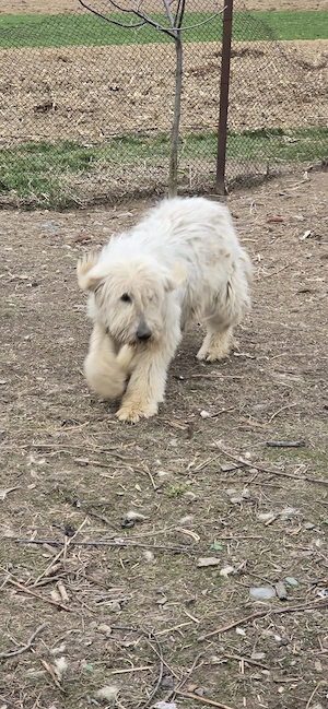  Vând Pui Ciobanesc Mioritic 