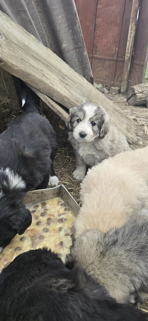  Vând Pui Ciobanesc Mioritic  - imagine 4