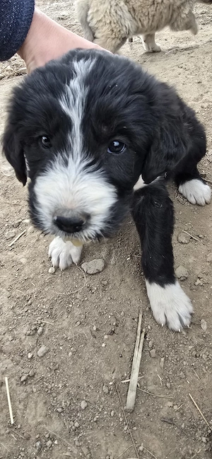  Vând Pui Ciobanesc Mioritic  - imagine 5