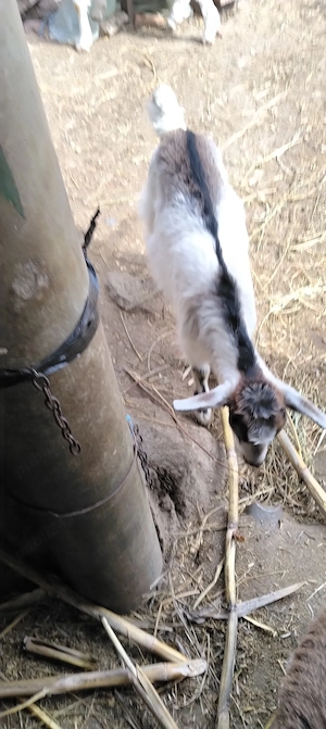 Iezi de Paste de vanzare