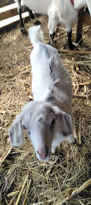 Iezi de Paste de vanzare - imagine 4